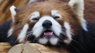 哺乳類